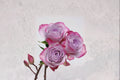 Glamorous+ Rose Live Plant – Own Root Repeat Blooming Cut Rose