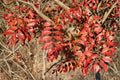 Chinese Pistache Tree – Pistacia chinensis Live Plant for Shade and Fall Color