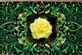 Yellow Texas Rose 3 Cuttings – Rosa Shrub Rose with Yellow Flowers