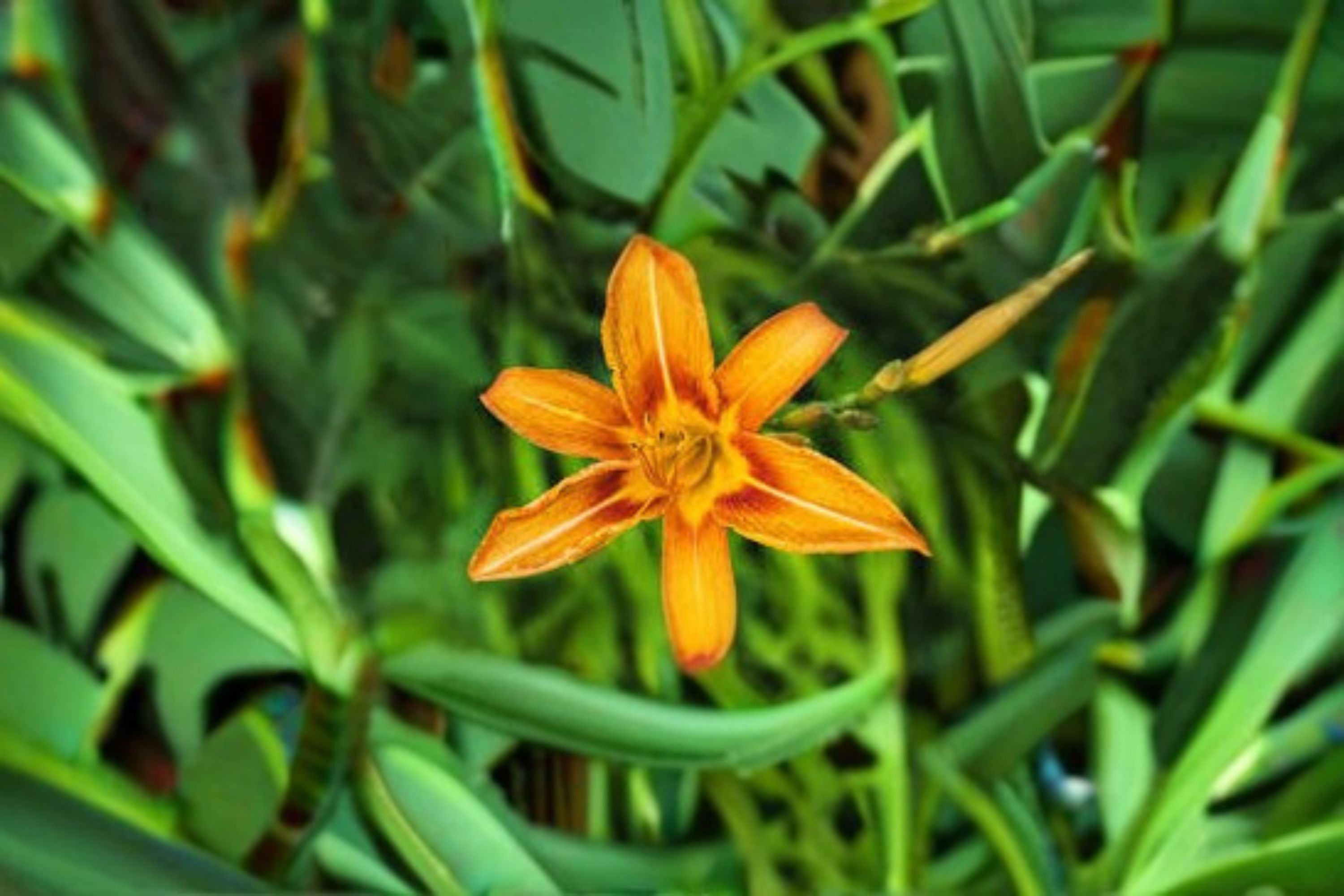 Orange Yellow Daylily Live Plant – Two Tone Hemerocallis Perennial