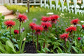 Bee Balm 1 Plant – Monarda didyma | Perennial Pollinator Flower