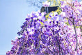 Lavender Wisteria Live Plant – Flowering Wisteria Vine Tree for Trellises and Pergolas
