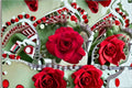 La Rose Monsieur Shrub Rose Live Plant – Deep Red Satin Petal Rose
