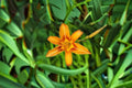 Orange Yellow Daylily Live Plant – Two Tone Hemerocallis Perennial
