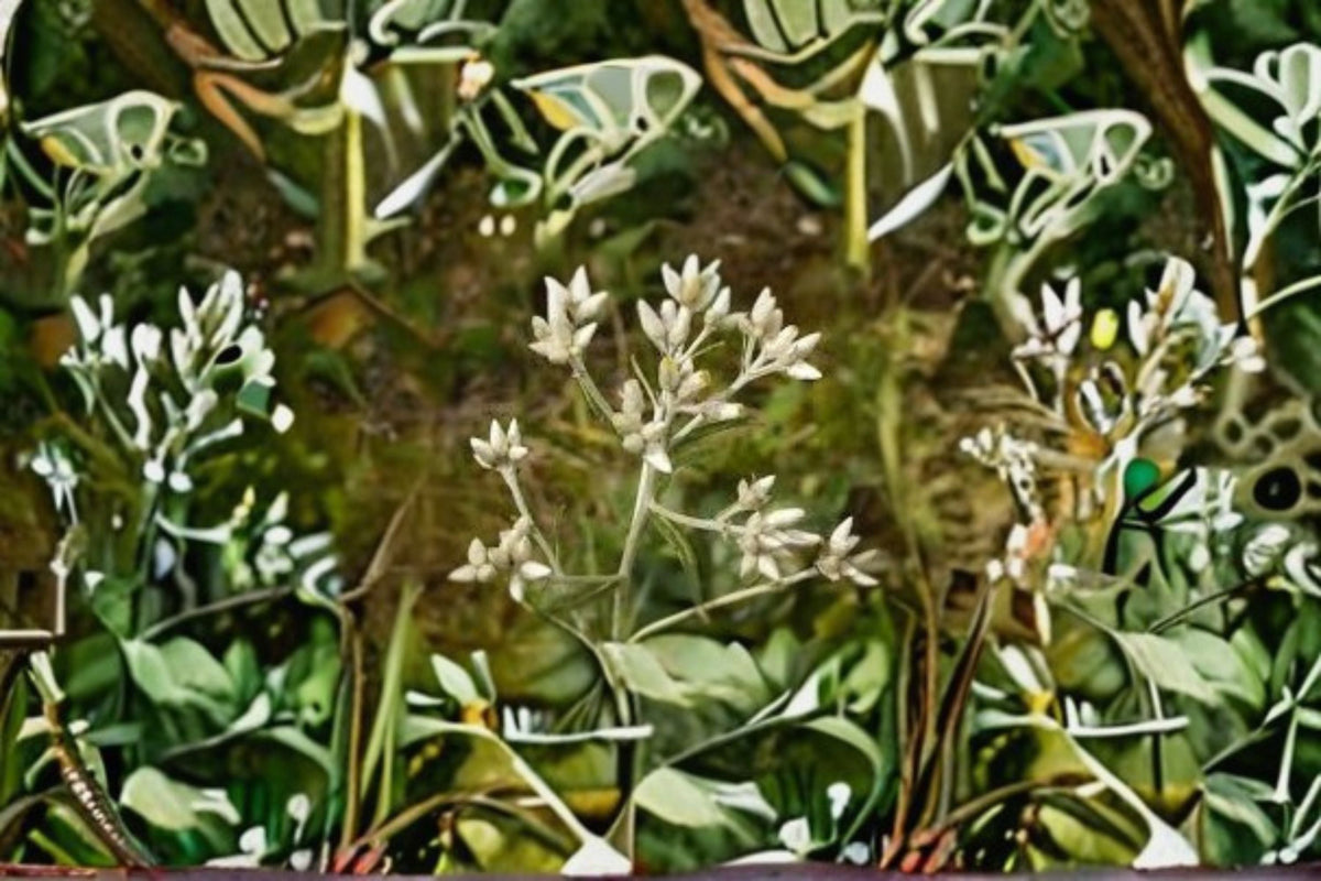 Sweet Everlasting Seeds - 500 Native White Wildflower Annual Garden Seeds Pseudognaphalium obtusifolium