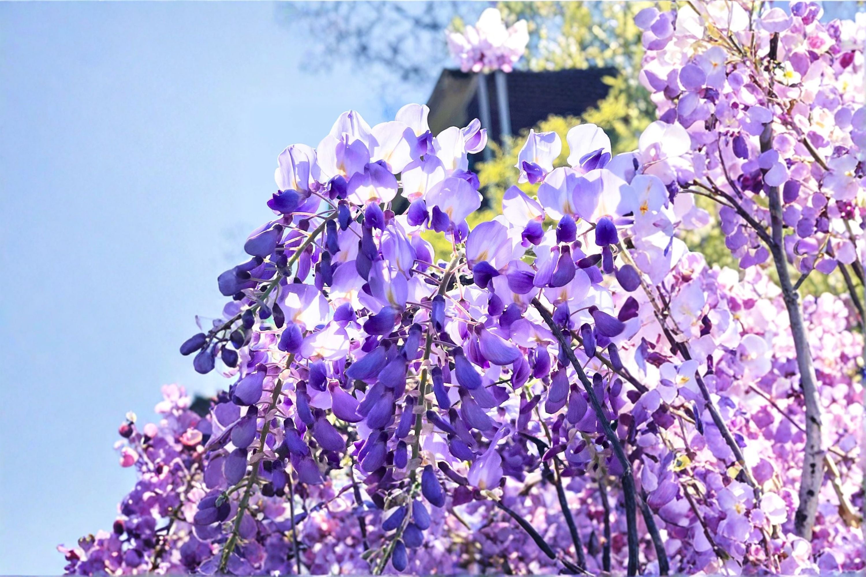 Lavender Wisteria Live Plant – Flowering Wisteria Vine Tree for Trellises and Pergolas