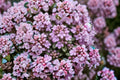 Elfin Thyme Plant – Thymus serpyllum ‘Elfin’ Perennial Groundcover Herb