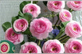 Mon Coeur Rose Live Plant – Fragrant Japanese Repeat Blooming Rose