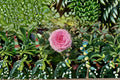 Mandela Rose Own Root Live Plant – Pink Cut Rose with Repeat Blooming