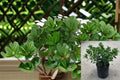 Indian Laurel Fig Plant – Ficus microcarpa Evergreen Shrub for Hedges & Containers