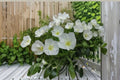 Pale Evening Primrose Seeds, White Wildflower, Perennial Garden Flower, Oenothera pallida, 100 Seeds