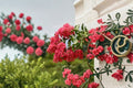 Tuscarora Crape Myrtle Live Plant – Hot Pink Flowering Tree for Full Sun Gardens