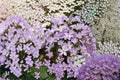 Mountain Phlox Seeds, Blue Pink Wildflower, Annual Garden Plant, Linanthus grandiflorus, Meadow Border Flowers, 100 Seeds
