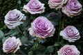 Lavender Flower Circus Climbing Rose Live Plant – Thornless Repeat Blooming Rose