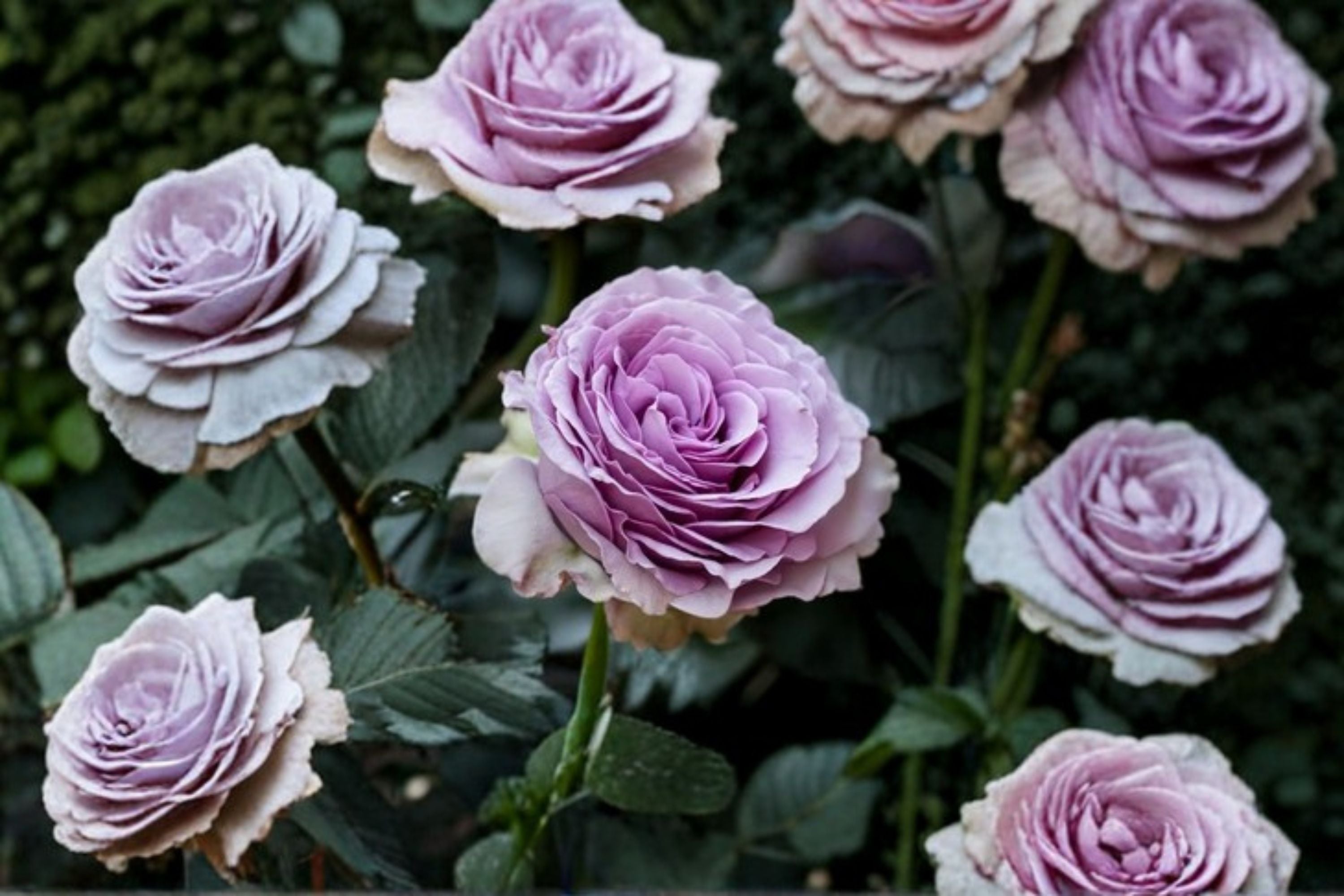 Lavender Flower Circus Climbing Rose Live Plant – Thornless Repeat Blooming Rose