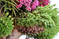 Greater Whipwort (Bazzania trilobata) Live Liverwort Plant for Terrariums and Shaded Gardens