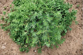 Blue Pacific Juniper 1 Plant – Juniperus conferta Evergreen Shrub Groundcover
