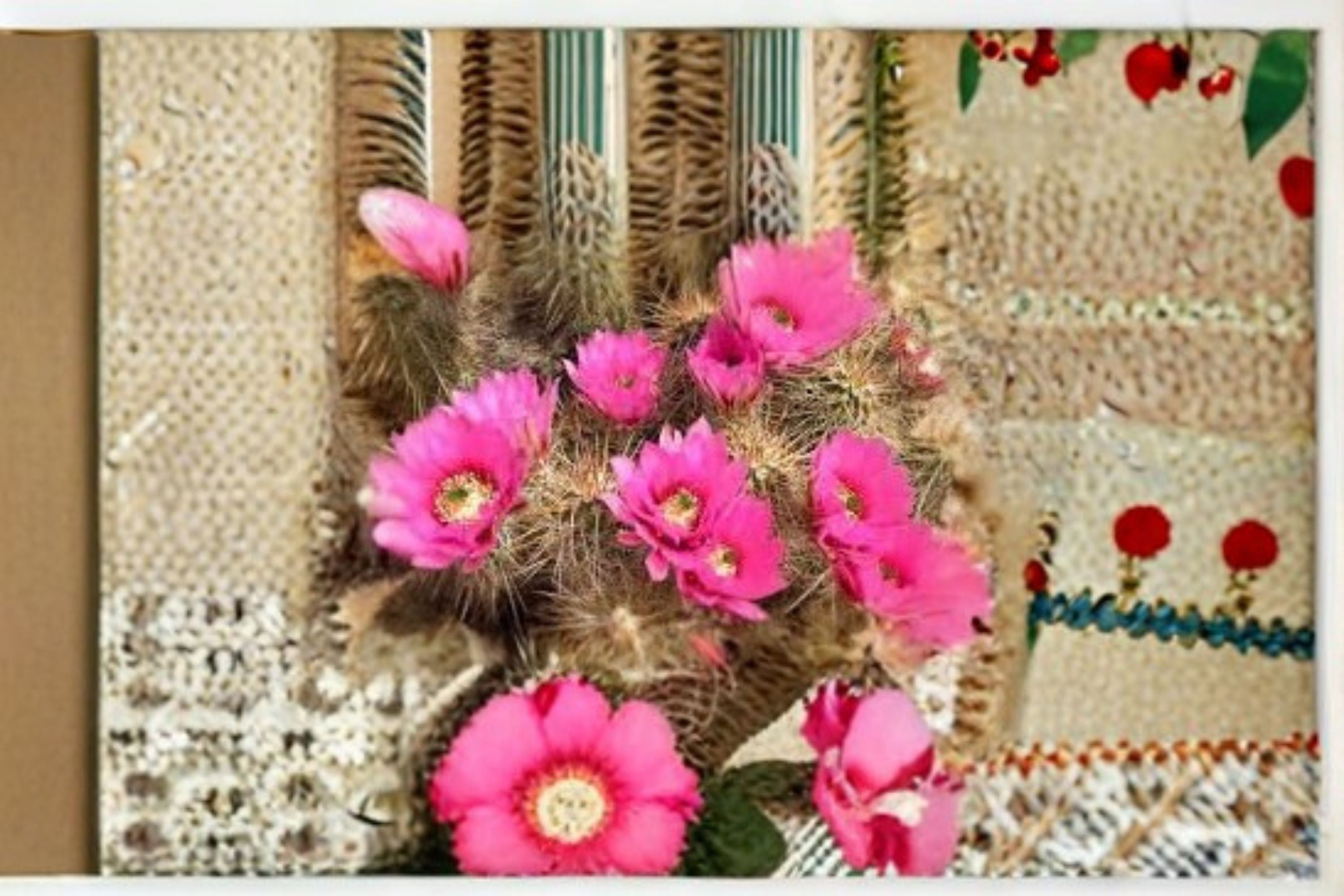 Hedgehog Cactus Stars and Stripes – Echinopsis spp. Hybrid Cactus Plant