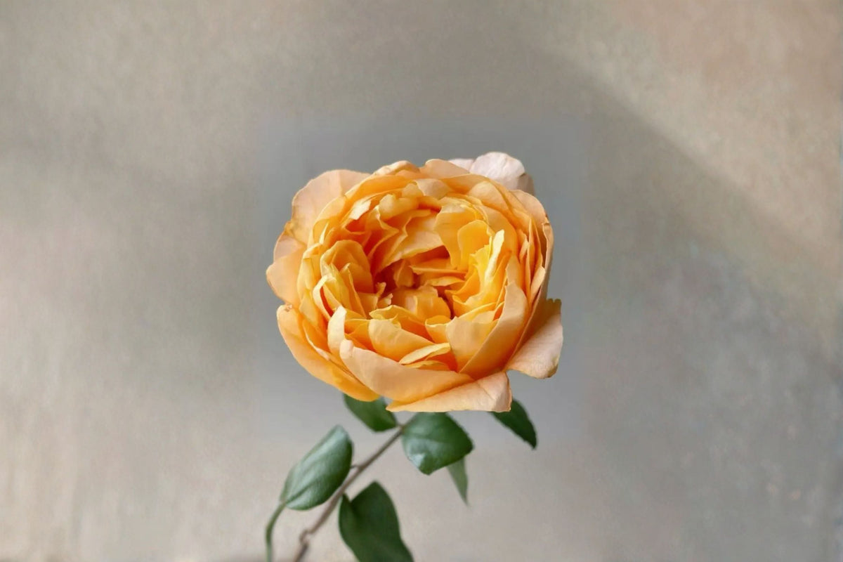 Fragrance Lemon Rose Live Plant – Bergamotte Fragrant Garden Rose