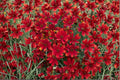 Coreopsis Ladybird Plant – Compact Perennial with Red Blooms