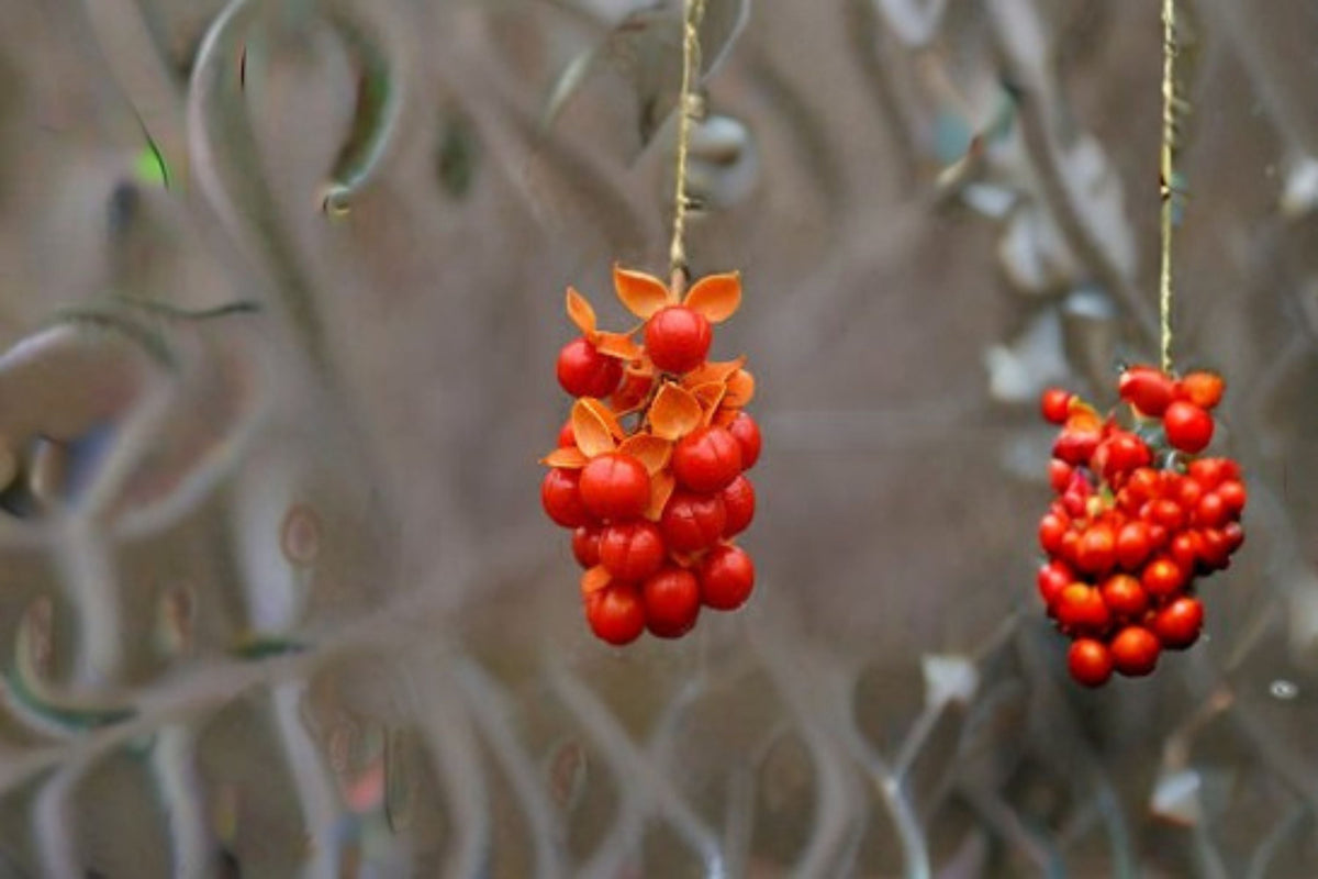 American Bittersweet Seeds Climbing Vine with Orange Berries Celastrus scandens Native Garden Plant