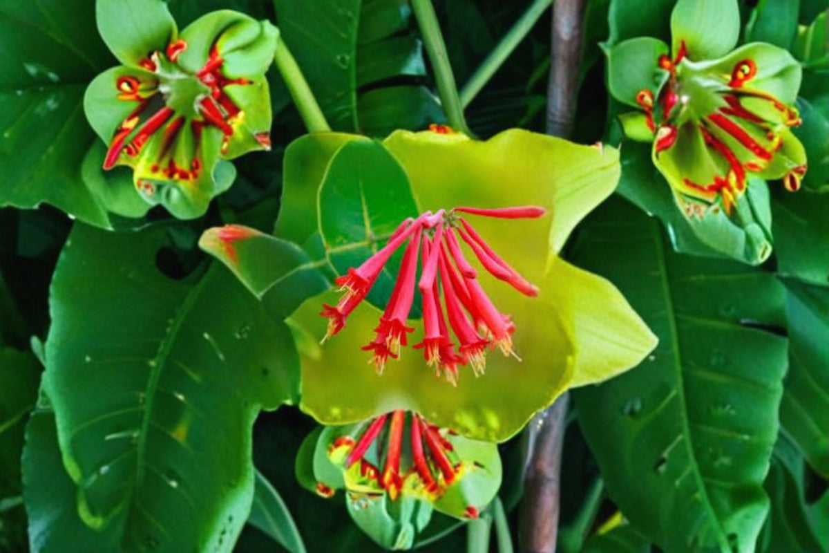 Coral Honeysuckle Live Plant – Lonicera sempervirens – 6–12 Inch Tall Native Flowering Vine