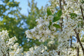 Natchez Crape Myrtle Live Plant – White Summer Flowering Tree