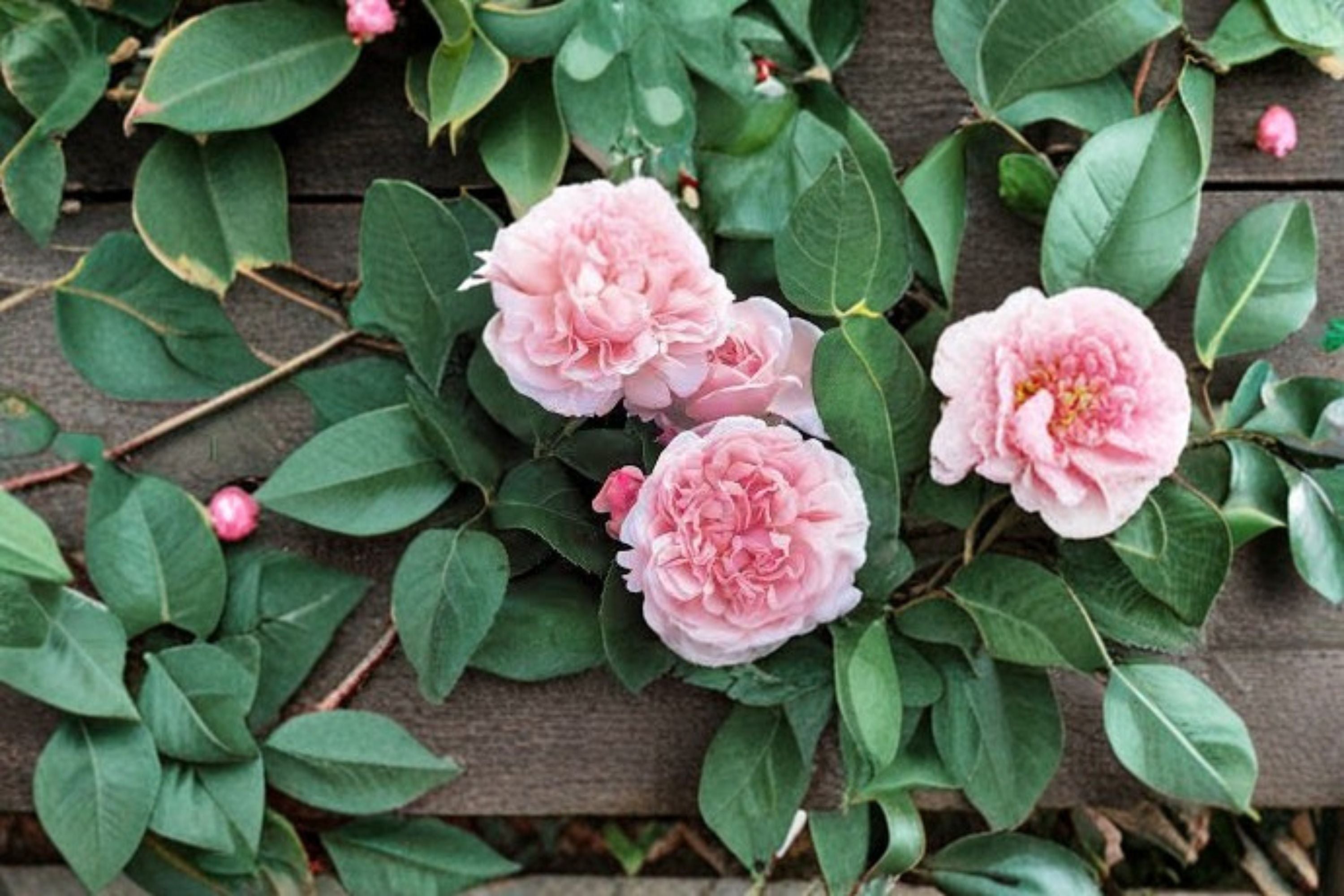 Auswith Climbing Rose 6 Cuttings – Rosa ‘Auswith’ Propagation Plants