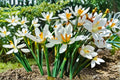 White Rain Lily 5 Bulbs – Zephyranthes candida Ornamental Flowering Bulbs