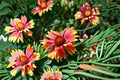 Blanket Flower 1 Plant – Gaillardia spp. | Perennial Garden Plant