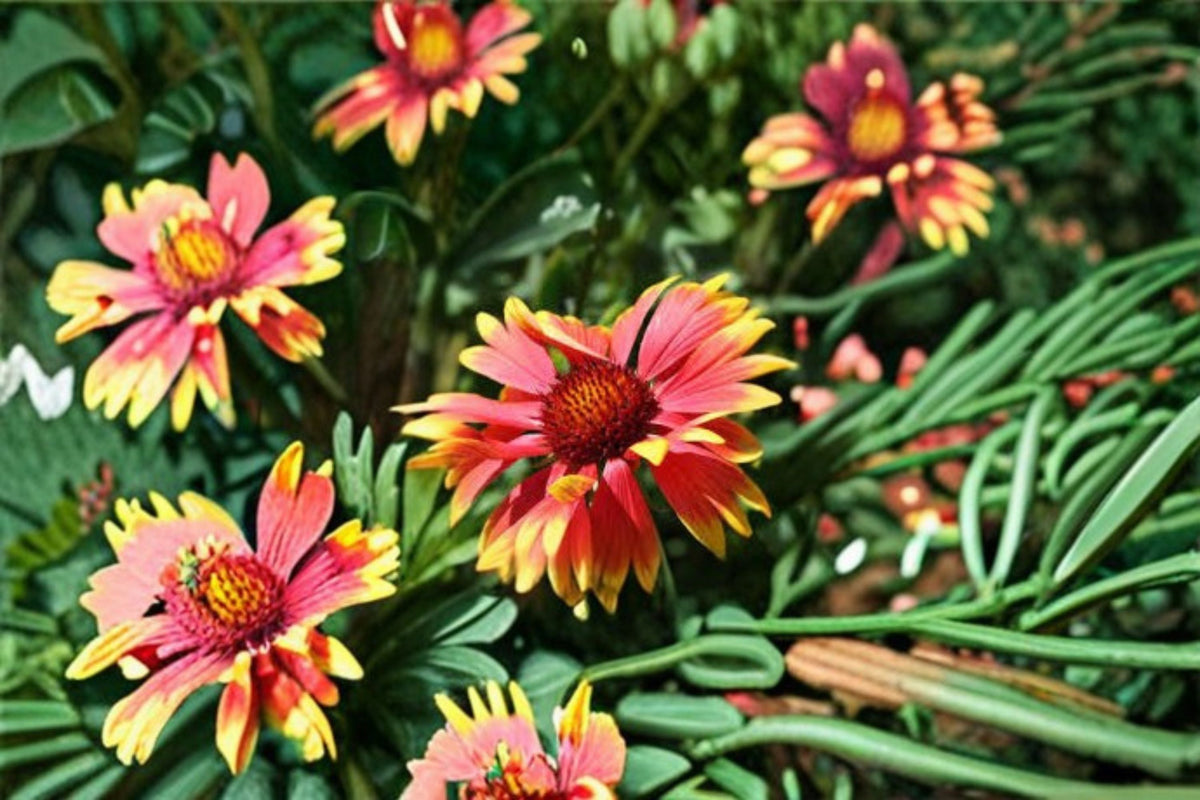 Blanket Flower 1 Plant – Gaillardia spp. | Perennial Garden Plant