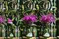 Purple Bergamot Seeds - Monarda media Native Wildflower, Perennial, Purple Flowers, 100 Seeds for Garden & Pollinator Gardens