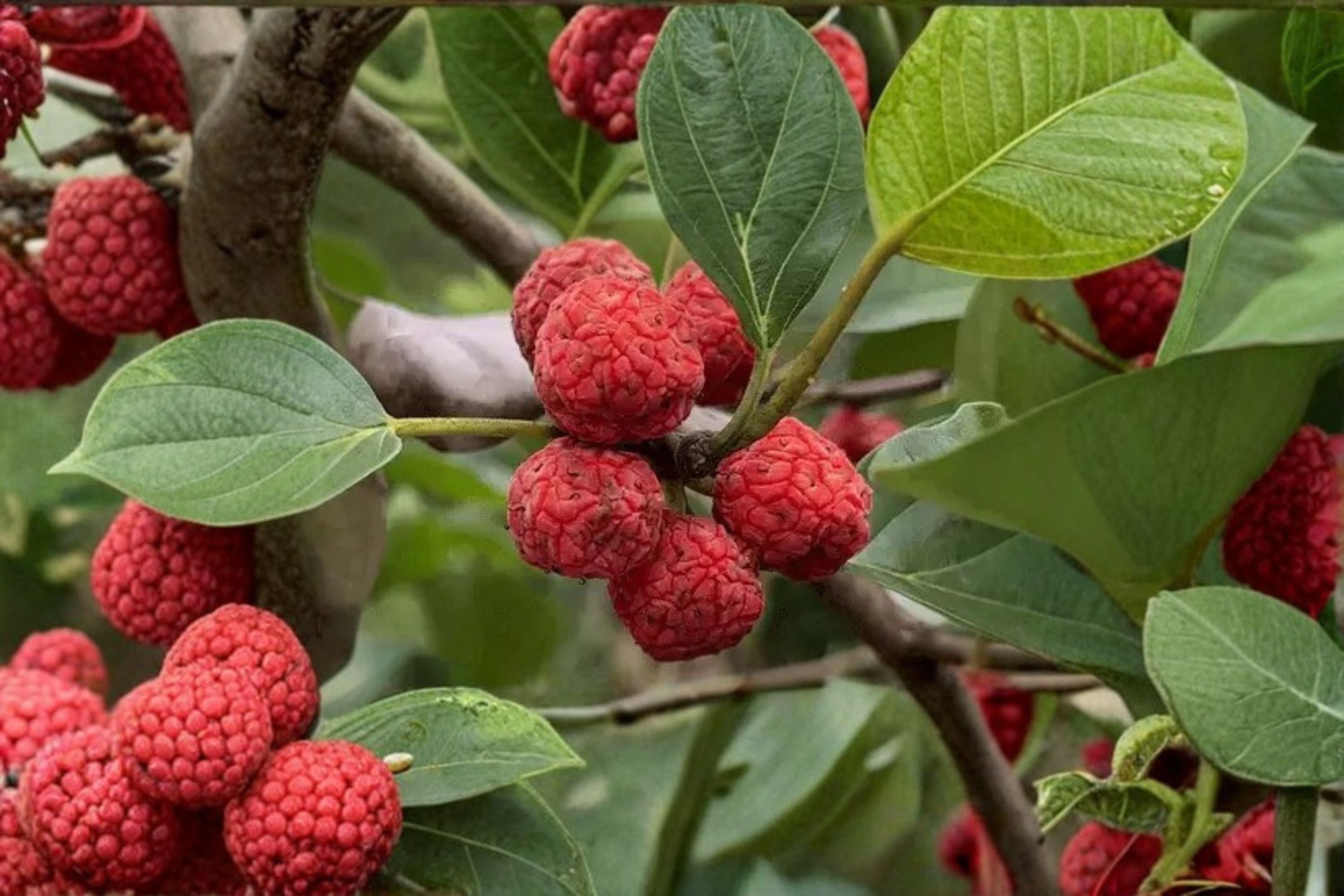 Seedless Che 5 Scions – Cudrania tricuspidata Fruit Tree Scion Wood for Grafting