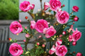 Pretty In Pink Eden Climbing Rose Live Starter Plant – Own Root Rosa