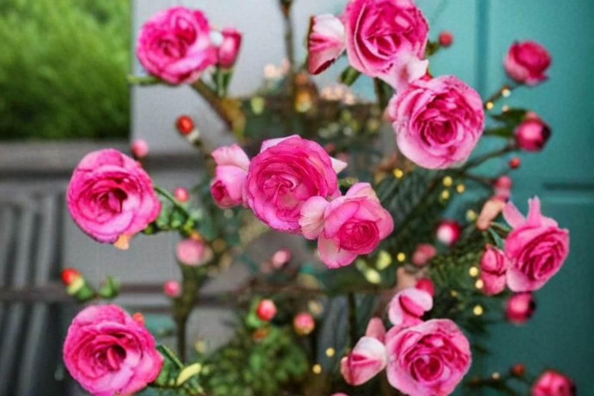 Pretty In Pink Eden Climbing Rose Live Starter Plant – Own Root Rosa