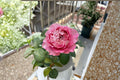 All Four Cherry Blossom Rose Live Plant – Pink Ornamental Garden Rose