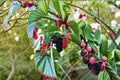 Dwarf Everbearing Mulberry Plant – Morus nigra Fruit Tree for Garden & Containers