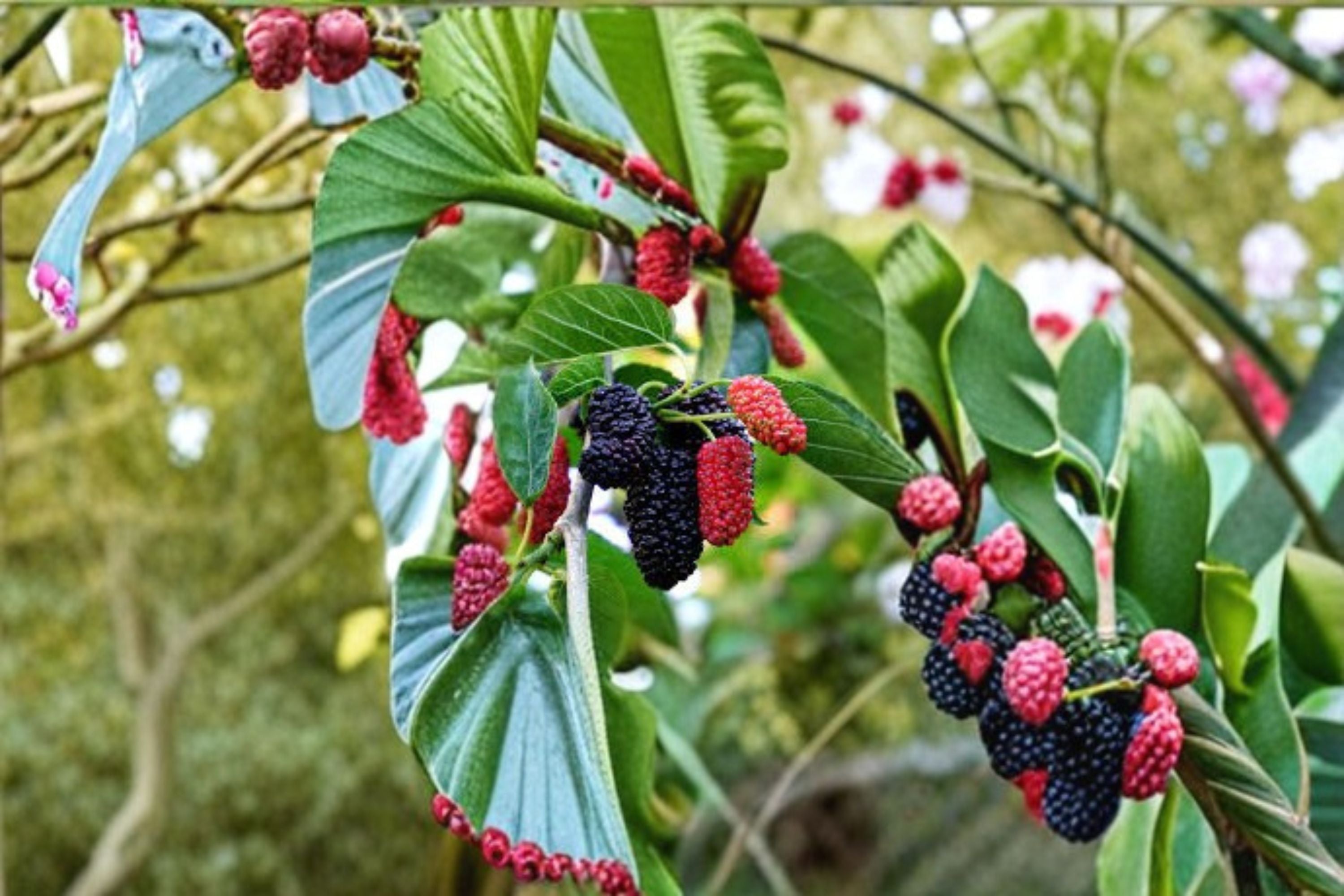 Dwarf Everbearing Mulberry Plant – Morus nigra Fruit Tree for Garden & Containers