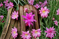 Aporocactus CandyFloss 3 Unrooted Cuttings – Aporophyllum Hybrid Trailing Cactus