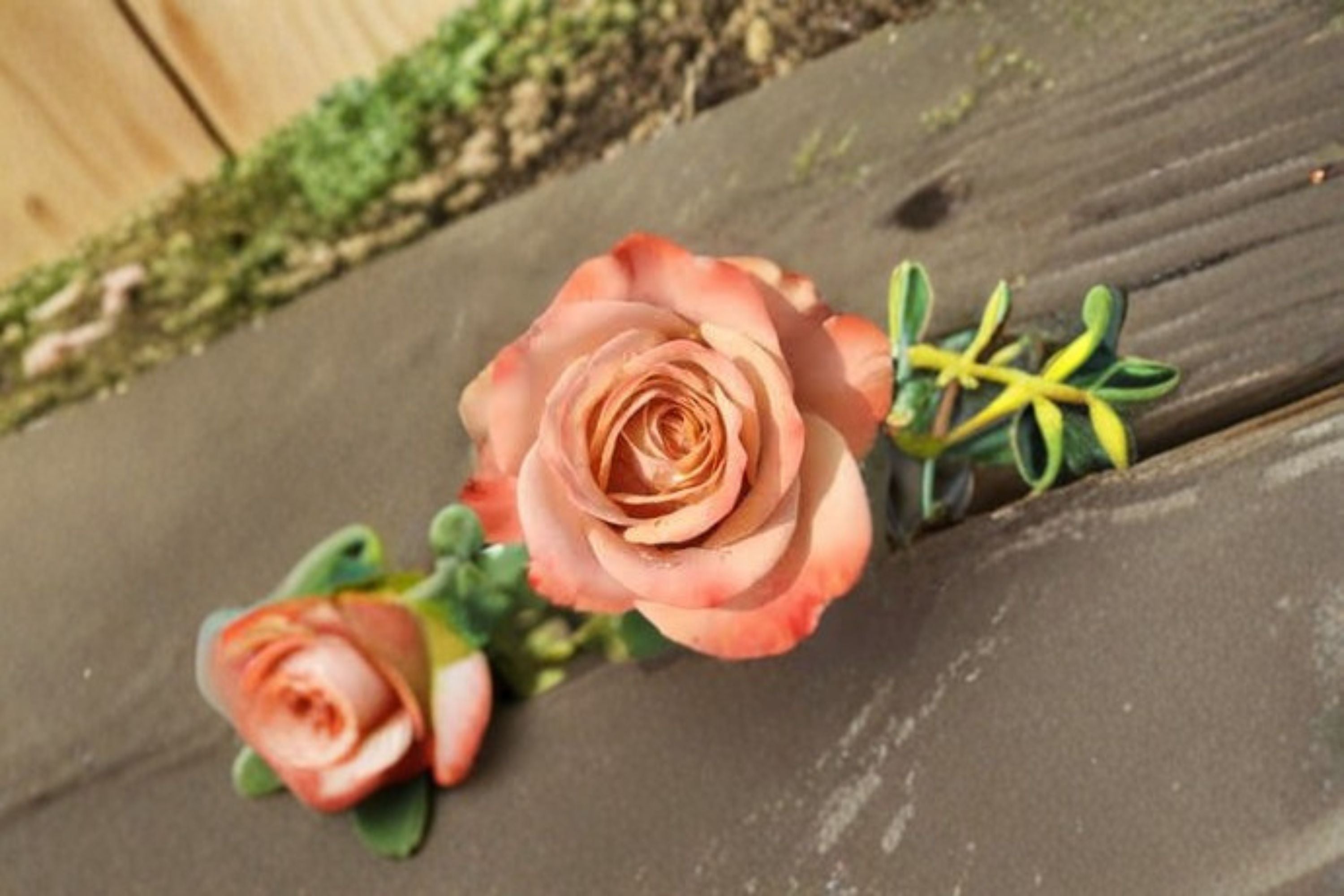 Cappuccino Rose Live Plant – Repeat Blooming Ornamental Cut Rose