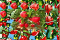 Pomegranate 7 Cuttings – Punica granatum Fruit Tree Cuttings for Propagation