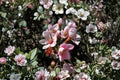 Indian Hawthorne Pink Dancer 7 Unrooted 6 Inch Cuttings - Rhaphiolepis indica Evergreen Shrub