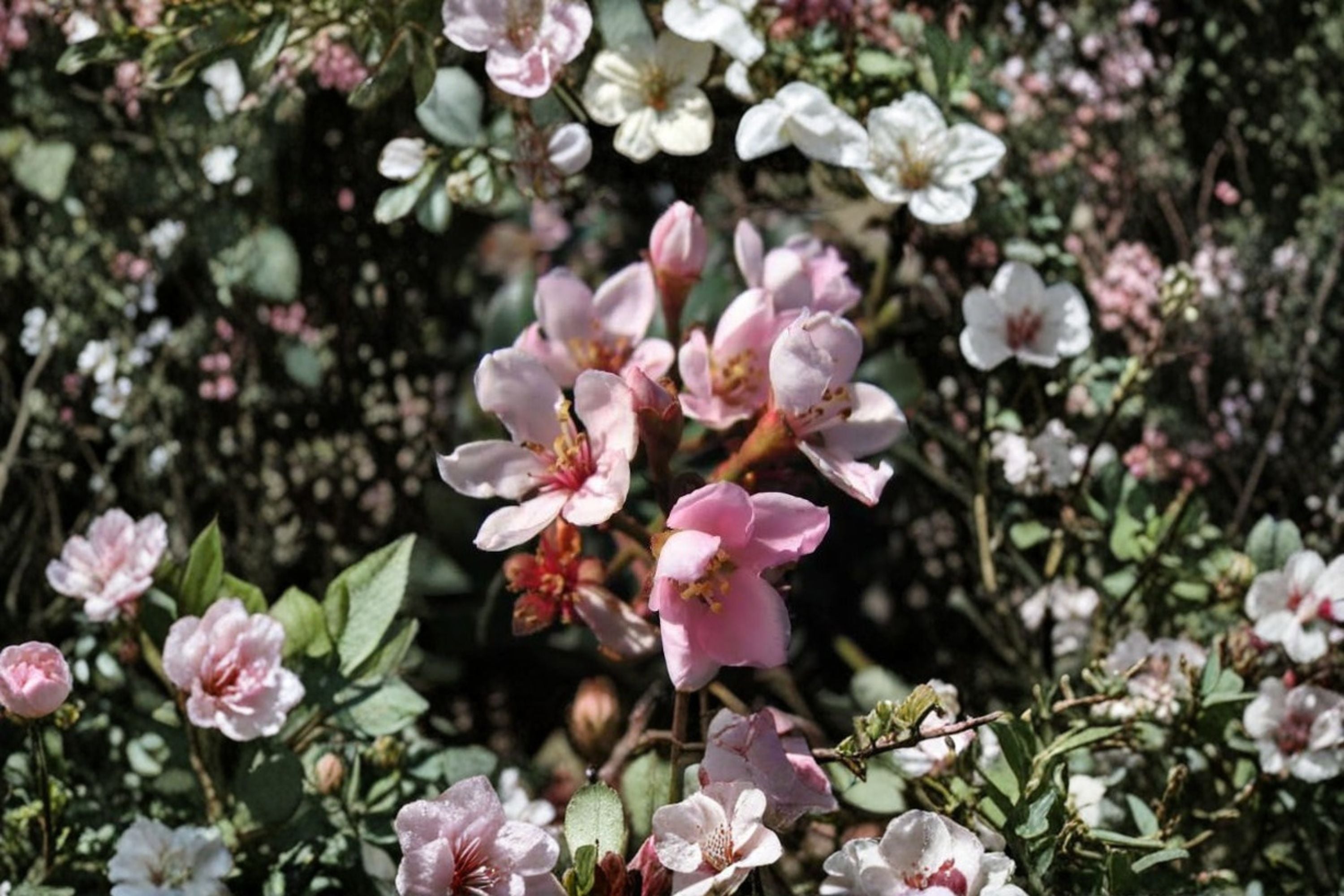 Indian Hawthorne Pink Dancer 7 Unrooted 6 Inch Cuttings - Rhaphiolepis indica Evergreen Shrub