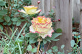 Stylist Rose Live Plant – Apricot Pink Cut Rose, Repeat Blooming Ornamental Rose
