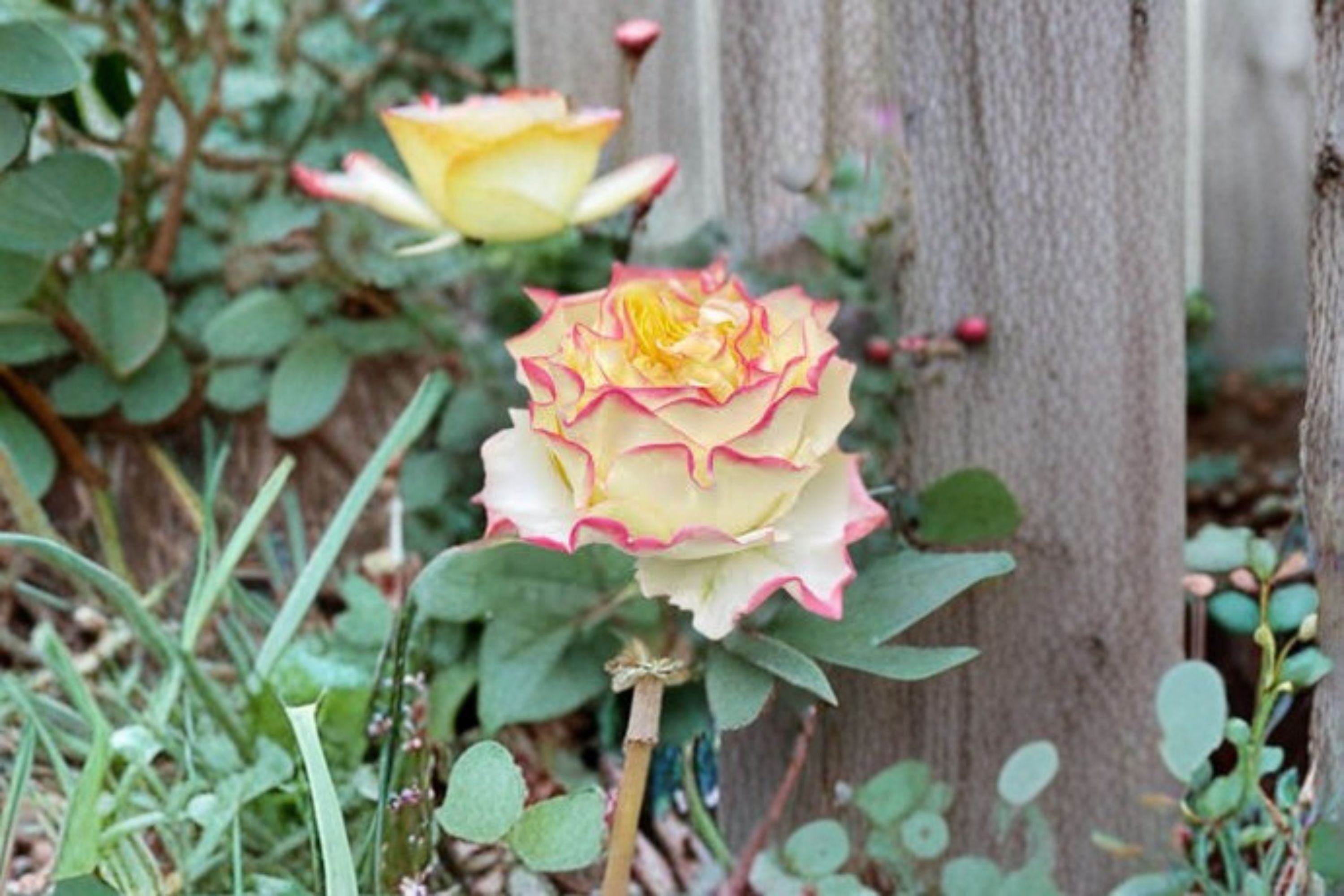 Stylist Rose Live Plant – Apricot Pink Cut Rose, Repeat Blooming Ornamental Rose