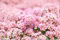 Dwarf Pink Sweet Alyssum Seeds Lobularia maritima Ground Cover Annual Flowers for Garden Beds & Borders