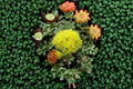 Sulfurflower Buckwheat Seeds - Eriogonum umbellatum - Native Perennial Wildflower - Drought Tolerant Yellow Flower Seeds - 100 Pack