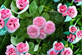 James Galway Rose 3 Cuttings – Rosa ‘James Galway’ Climbing Rose