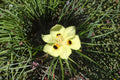 Yellow African Iris Live Plant – Evergreen Perennial with Year-Round Yellow Flowers