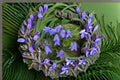 Harebells Seeds Campanula rotundifolia Blue Wildflower Perennial Garden Meadow Plant 100 Seeds